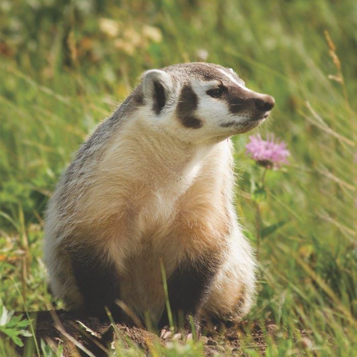 American badgers are one of the species found in this part of southern British Columbia.