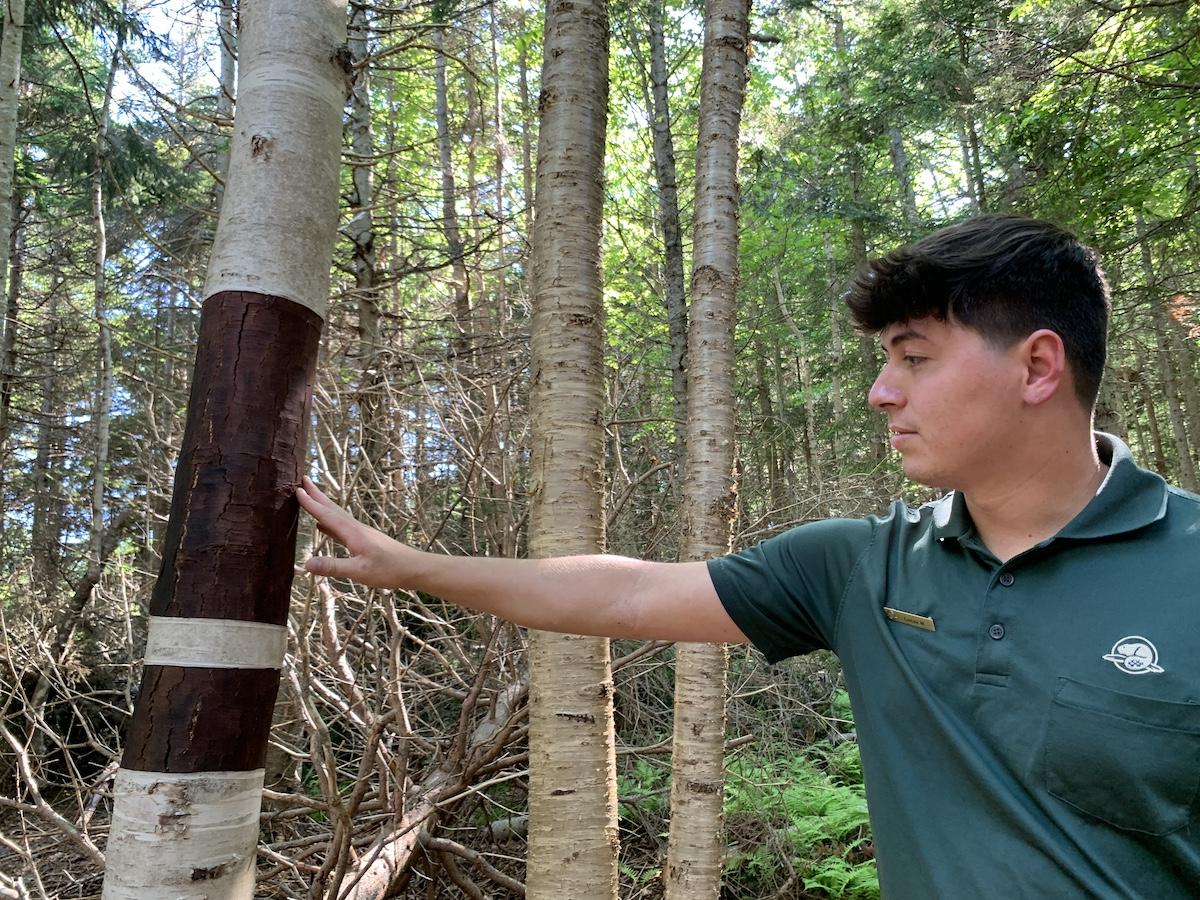 Heritage presenter Lucas Milligan shows where birch bark has been carefully taken from a tree.