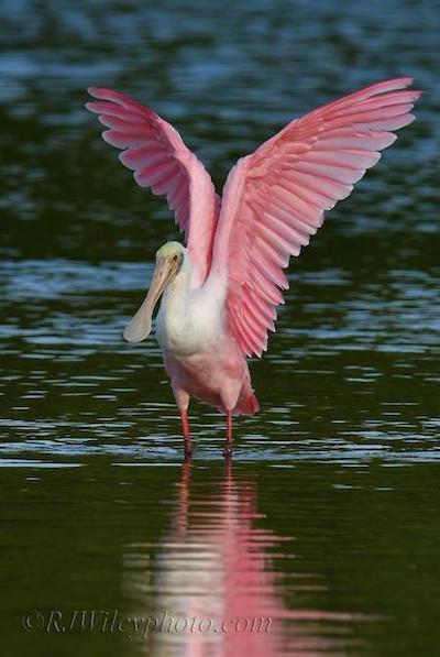 Roseate Spoonbill/RJ Wiley
