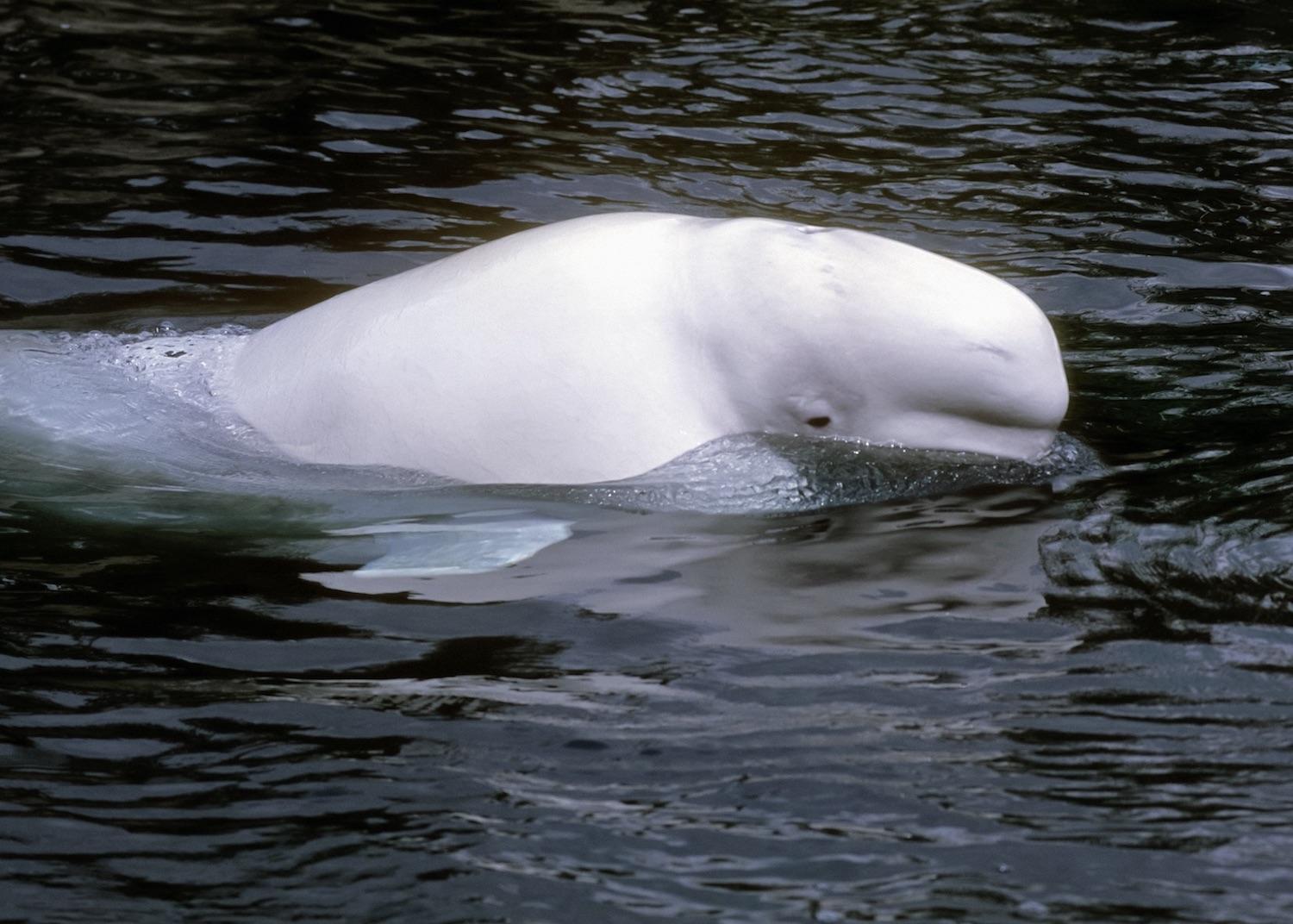 Belugas are a species at risk in Canada.