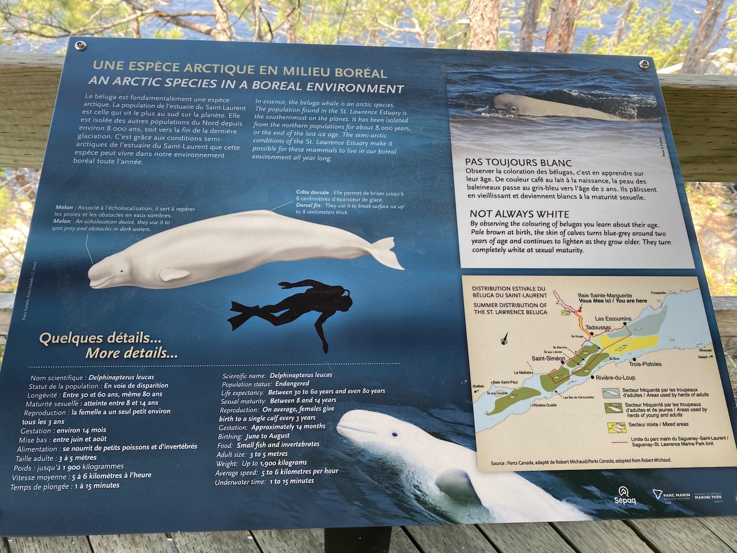 Interpretive signs help people get to know belugas.