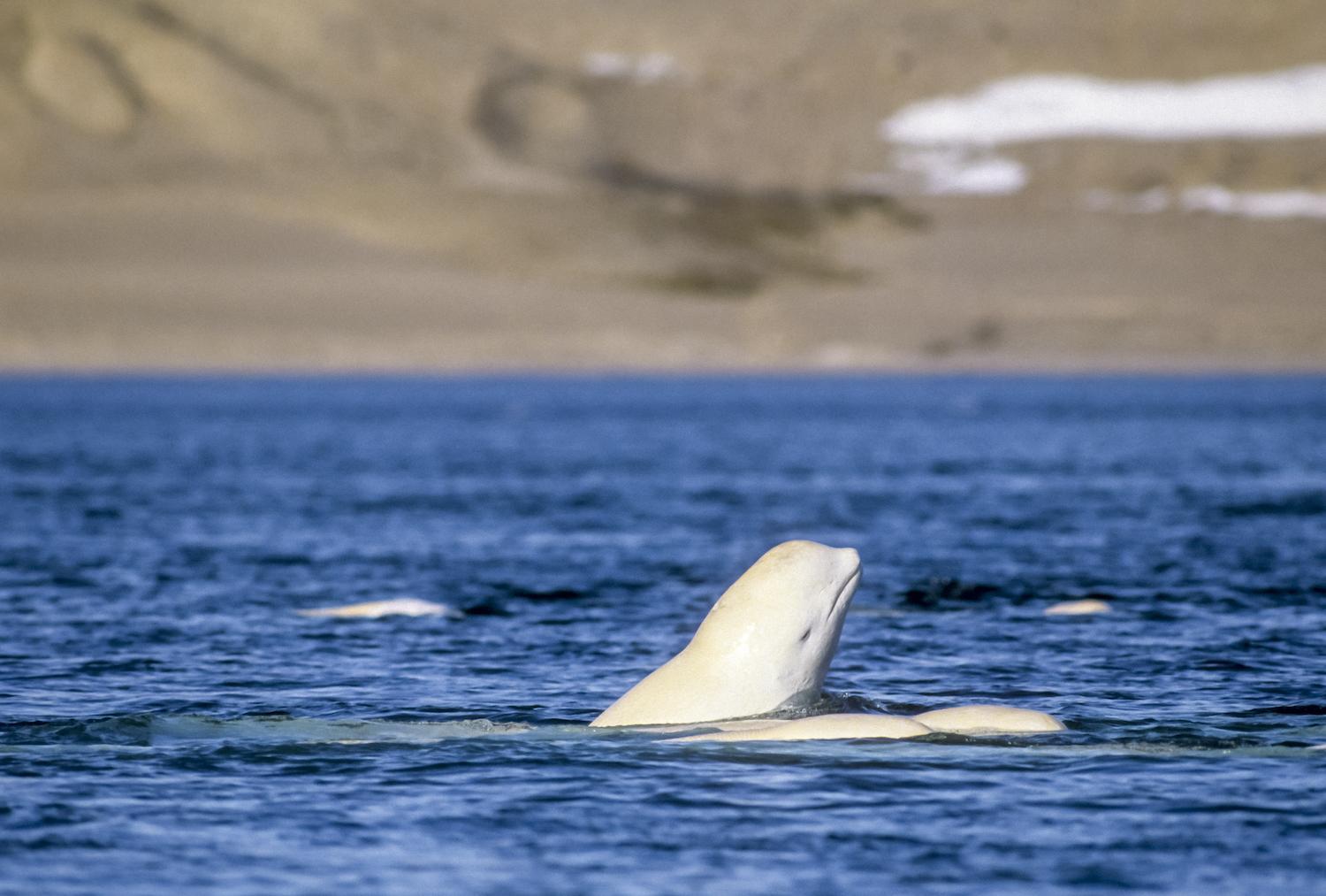 Boaters must stay at least 400 metres (1,312 feet) away from belugas in Saguenay-St. Lawrence Marine Park in Quebec/Parks Canada