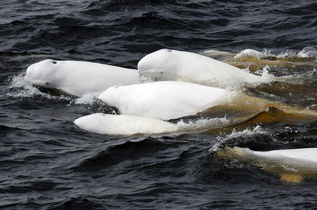 Endangered beluga whales can be found in Saguenay-St. Lawrence Marine Park.
