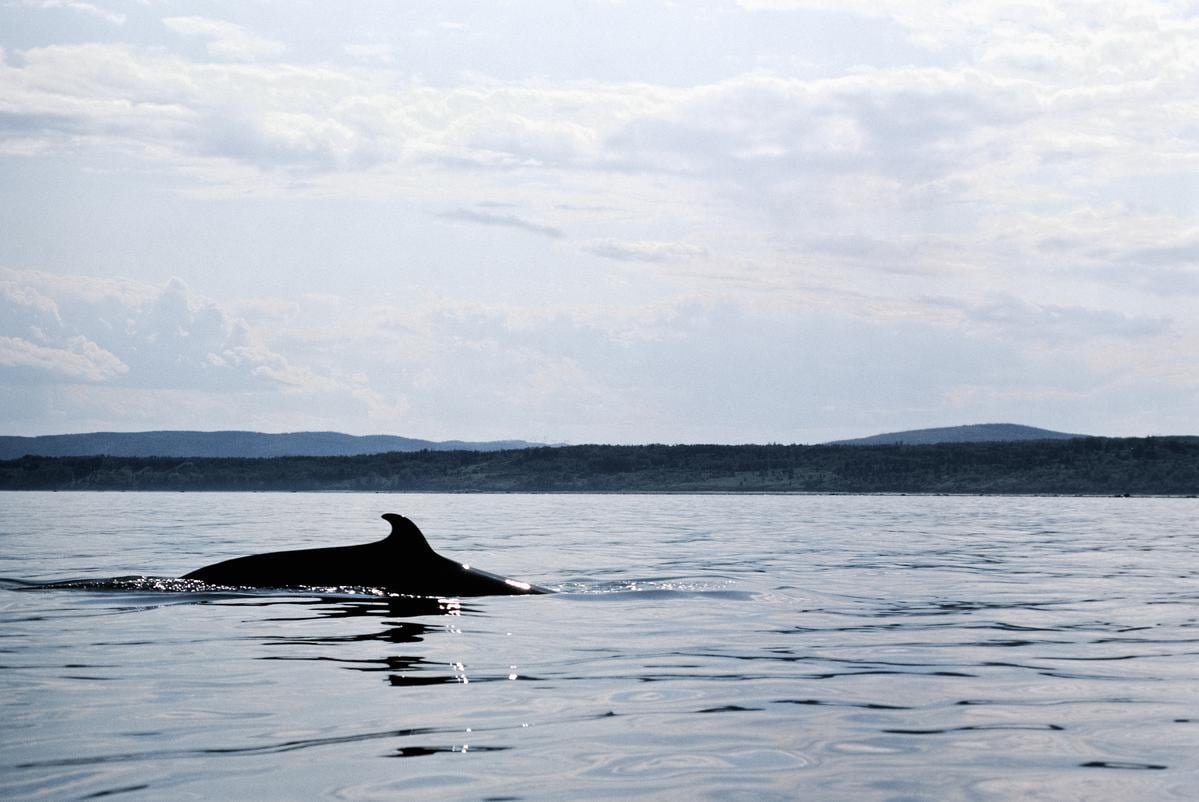 A whale in Saguenay St. Lawrence National Marine Park in Quebec.