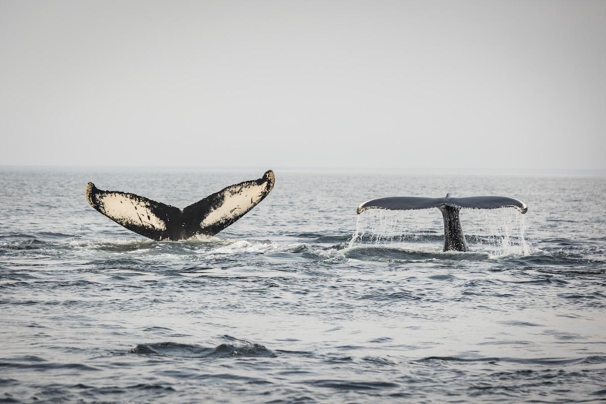 Several kinds of whales can be seen in Saguenay-St. Lawrence Marine Park in Quebec.