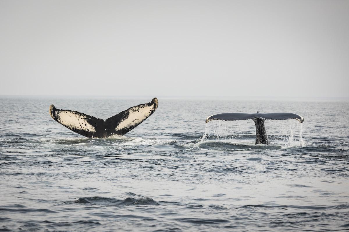 Saguenay-St. Lawrence Marine Park is a haven for whales.