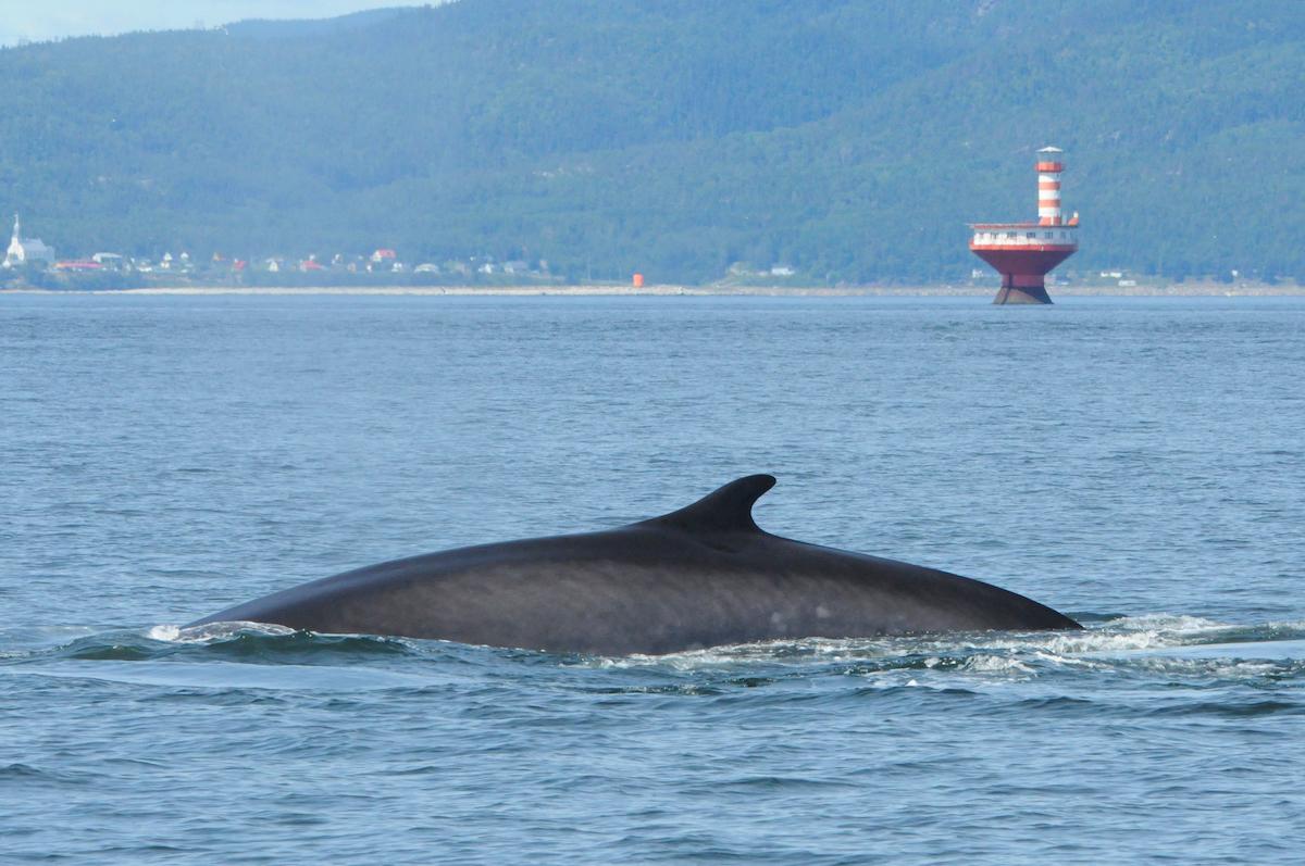 People come to Saguenay-St. Lawrence Marine Park for the whale watching.