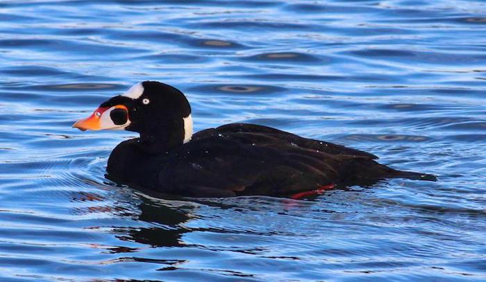Surf scoter/NP Surf scoter/NP