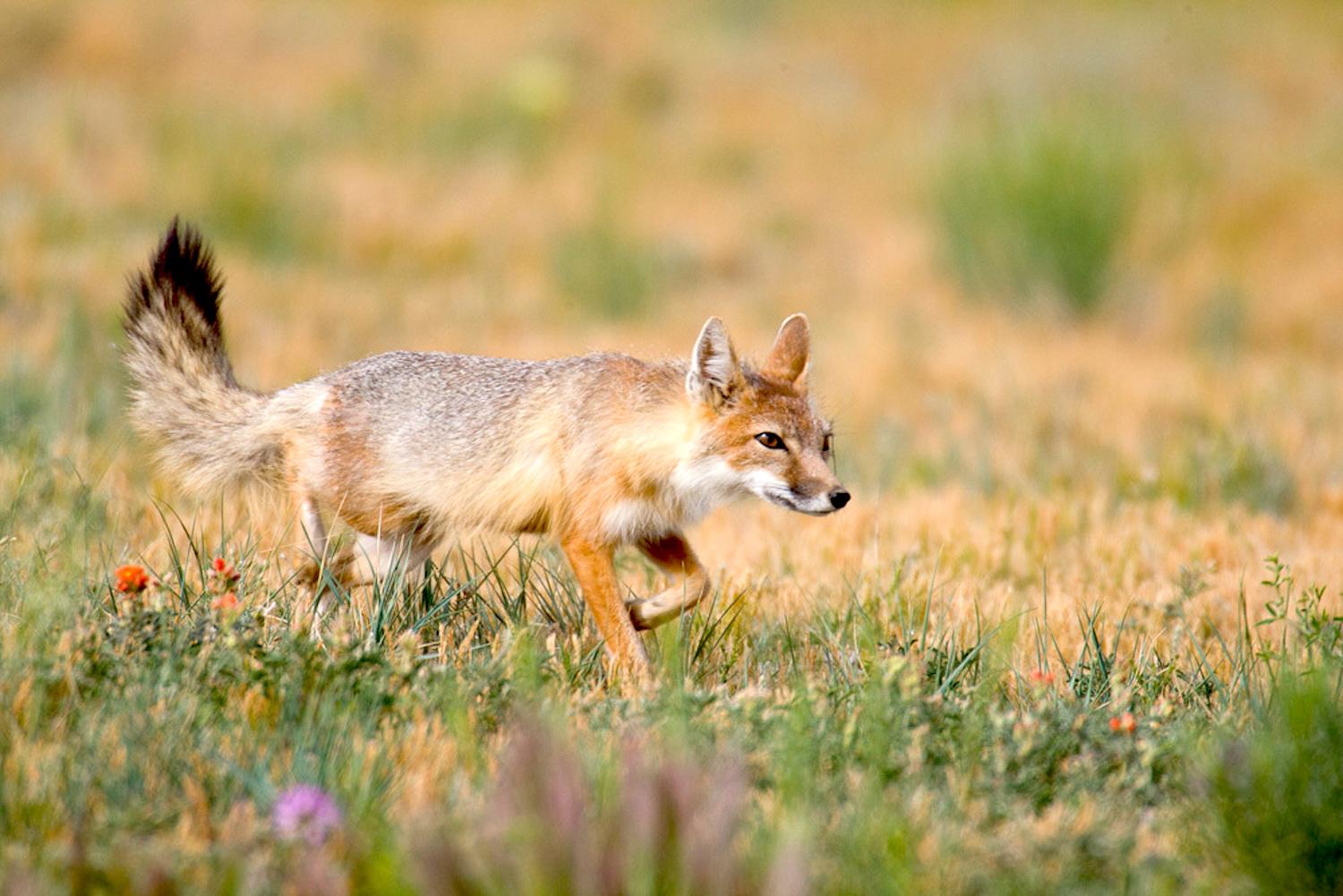The Swift fox avoided extinction thanks to collaborative efforts and protected habitat/Greg Lasley