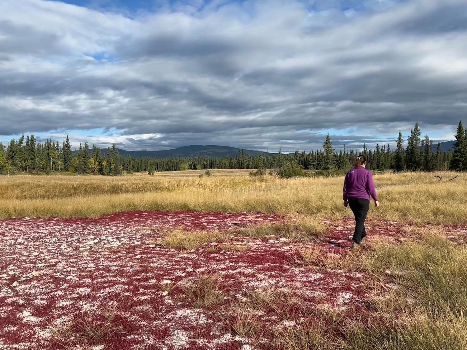 The Takhini Salt Flats were covered in mature red Arctic glasswort in September.