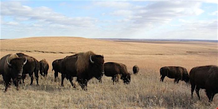 Bison at Tallgrass Prairie National Preserve/NPS