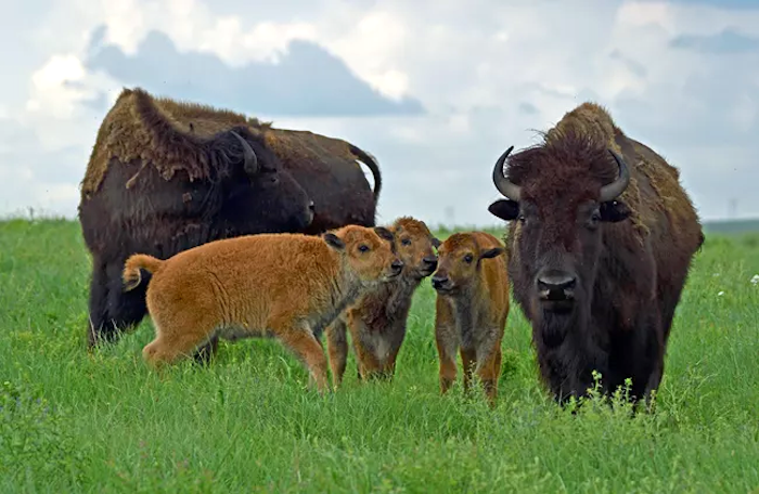 From a start of 13 bison in 2009, the herd at Tallgrass Prairie has grown to about 70/NPS file