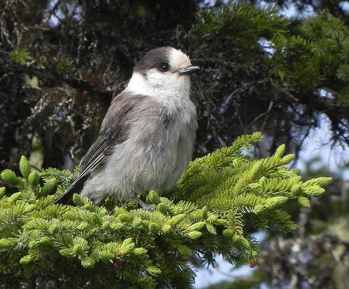 Gray Jay, Terra Nova National Park, Newfoundland/Kirby Adams