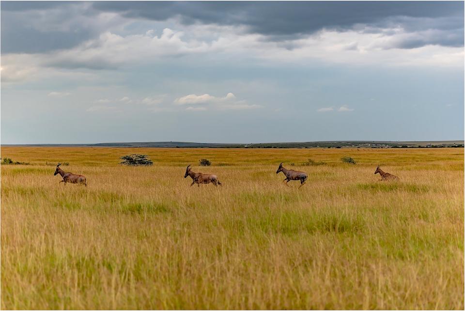 On the Mara grasslands, a large game reserve in Kenya, this herd of Topi was observed running for miles - quiet curiously - in a single file/Debashish Dutta