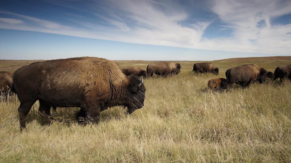 Bison herd a Theodore Roosevelt National Park/NPS, Jeff Zylland