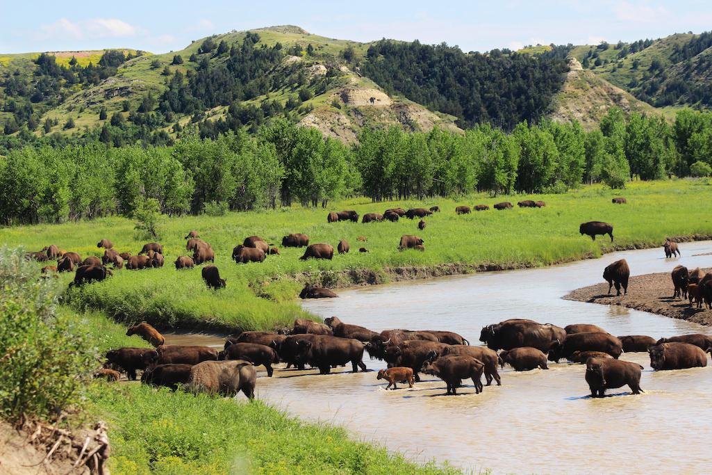 The GOP-controlled House Appropriations Committee has passed a spending bill that would, cut National Park Service funding by 12.5 percent and prohibit Interior Department from establishing a bison working group, among other things/NPS file