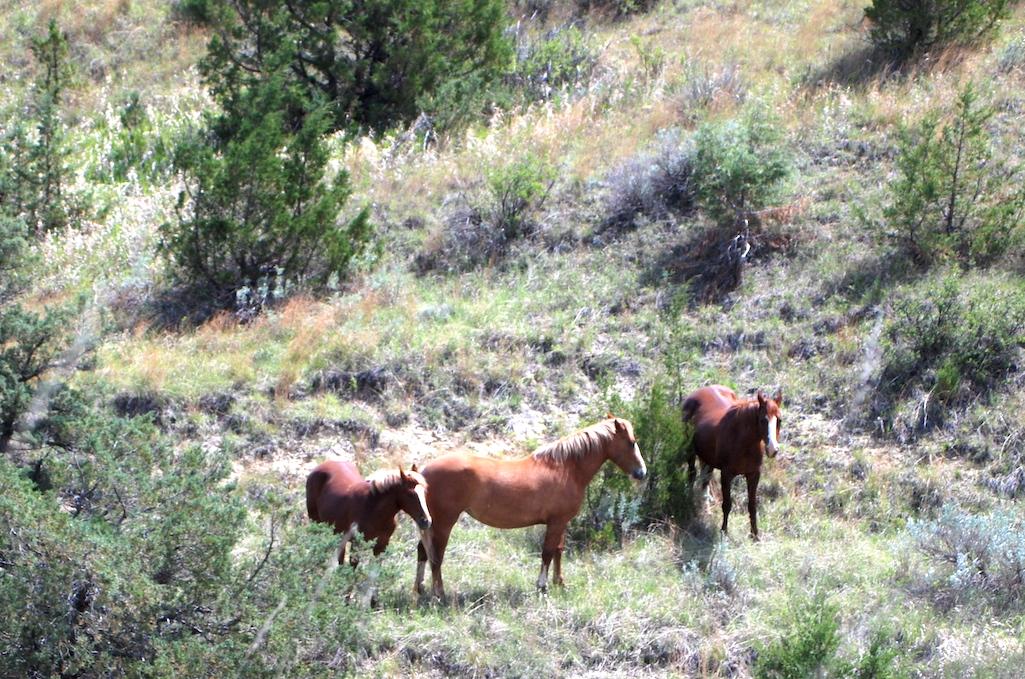 What should be one with the feral horses that reside in Theodore Roosevelt National Park?/Kurt Repanshek file