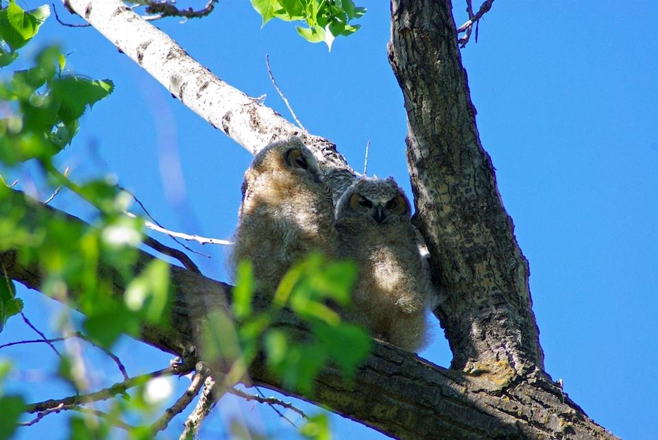 Great horned owls at Theodore Roosevelt National Park/NPS