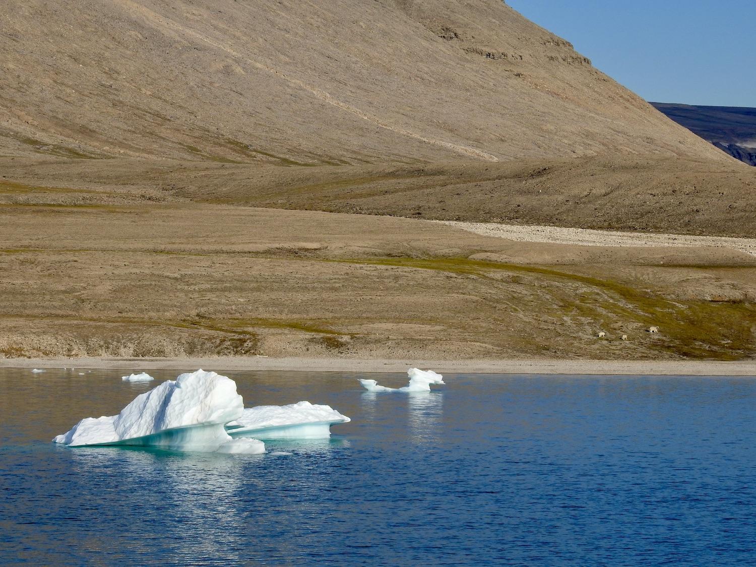 Without zooming in too close, this is the view of the polar bears we saw in 2022 at Croker Bay.