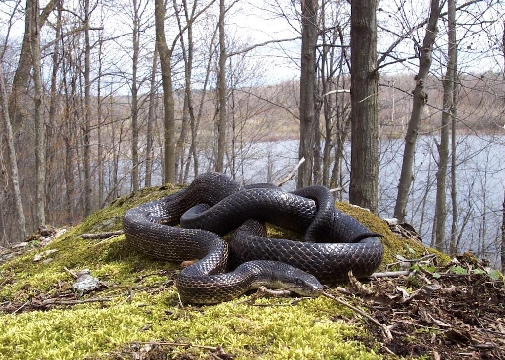 Grey ratsnakes can be found at the park.