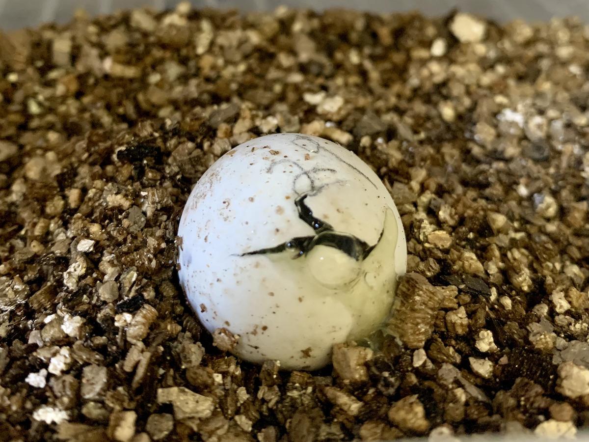 A snapping turtle hatches in the Thousand Islands National Park incubator.