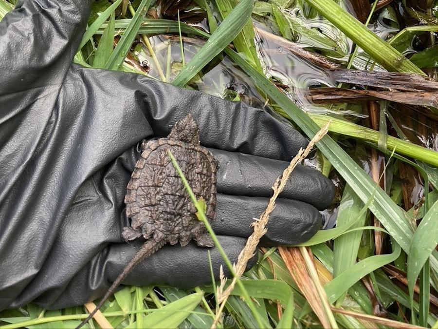 A snapping turtle hatchling is being released in Thousand Islands National Park.