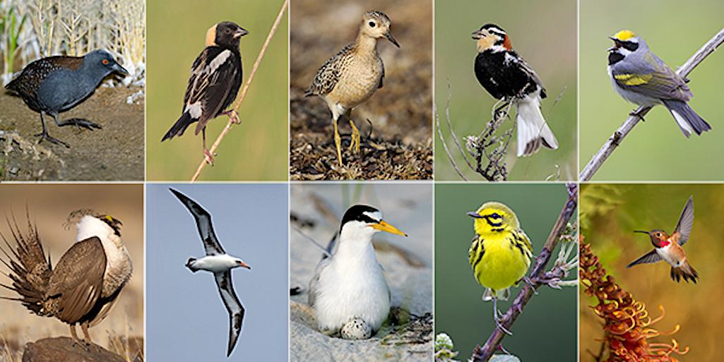 Ten 'Tipping Point' Species, according to the American Bird Conservancy