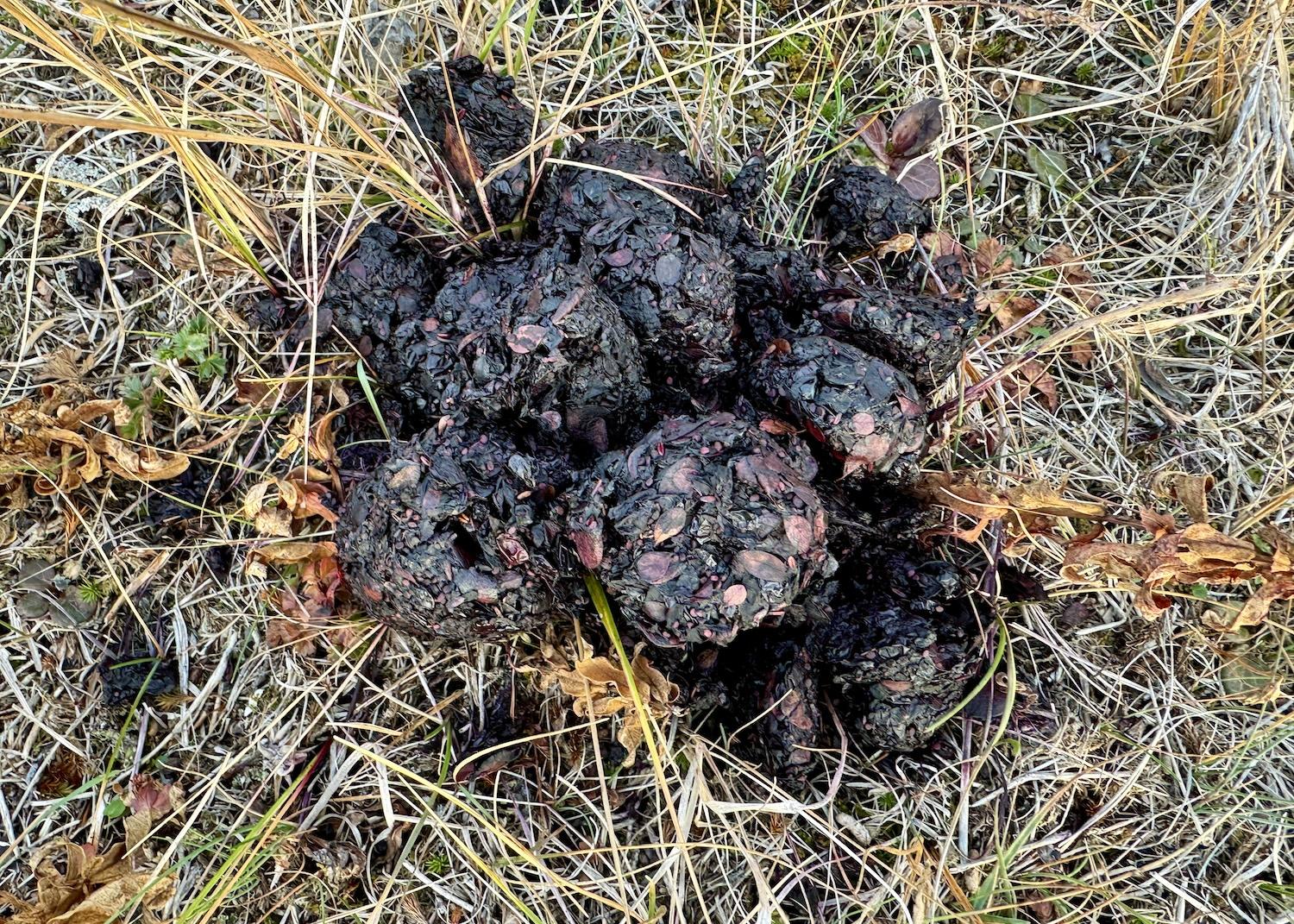 The prettiest scat comes from polar bears who feed on berries.