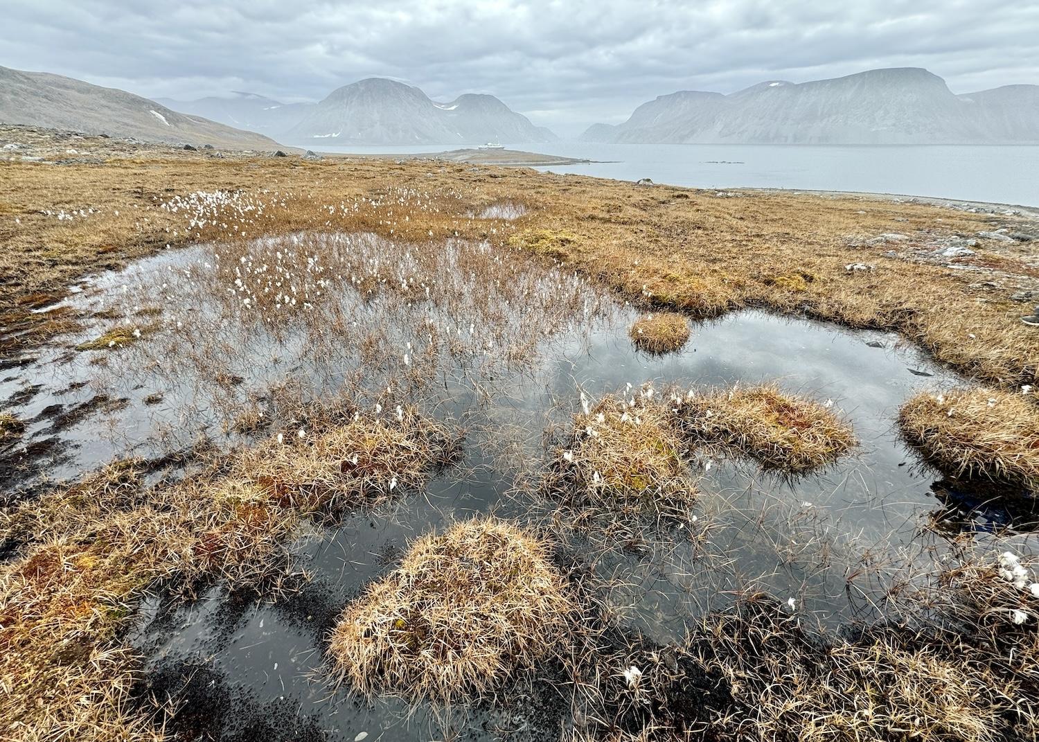A patch of Arctic cottongrass stands out in Ekortiarsuk Fjord.