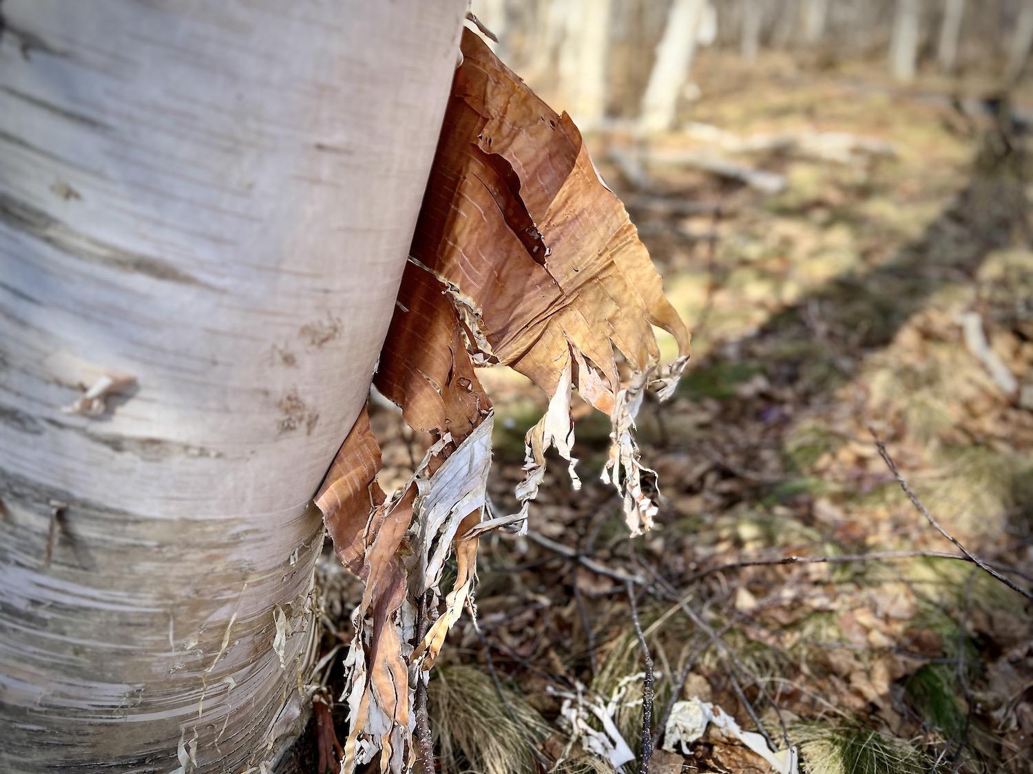 Ragged bits of birch bark hang from a tree in Terra Nova National Park.