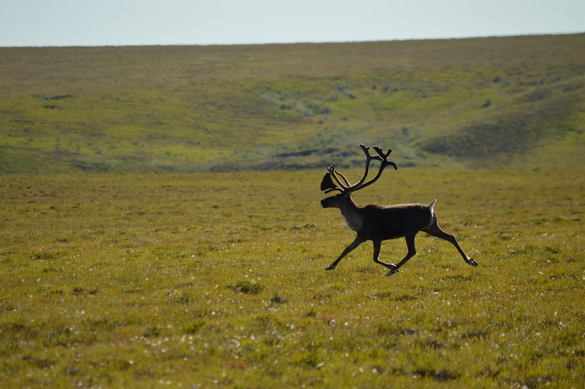 Tuktut Nogait was created to protect caribou.