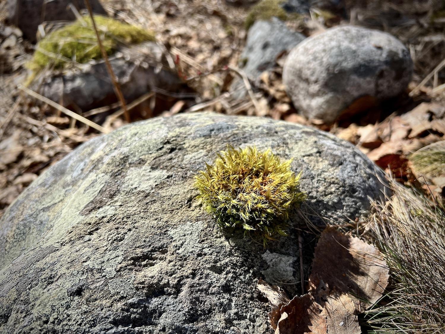 Signs of life in the forest along the Salmon River Walking Trail.