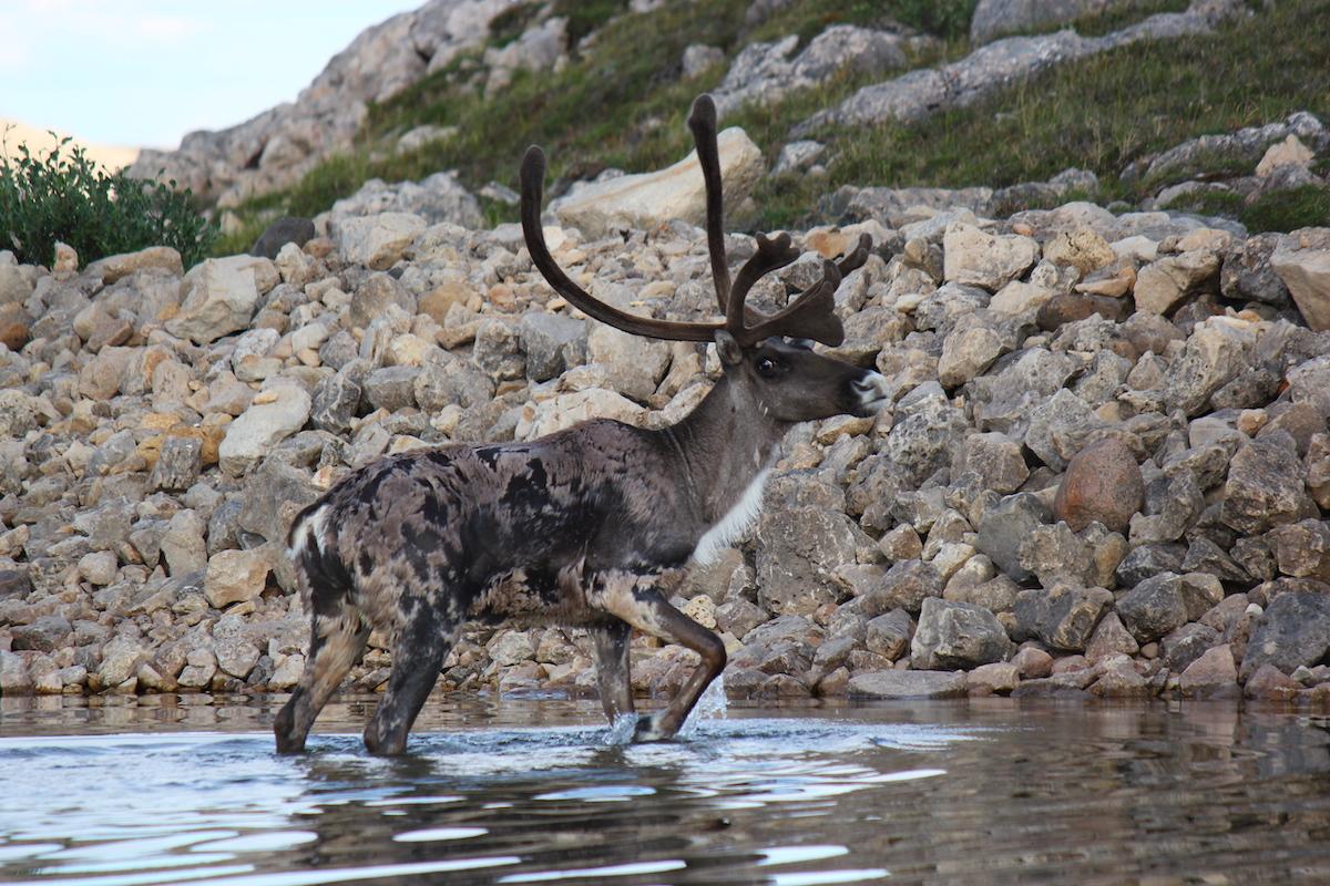 A Bluenose West caribou in Tuktut Nogait National Park.