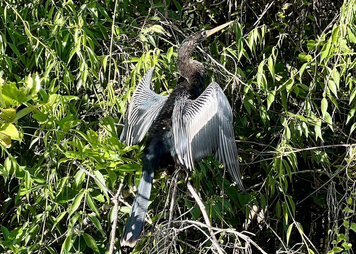 The canals of Tortuguero National Park are full of anhingas drying their feathers.