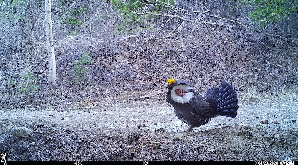 The study revolved around 13 wildlife species, including two species of grouse/Robin Naidoo