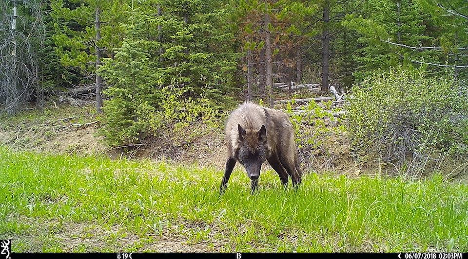 Canadian research reveals how wildlife react to different forms of recreation/Robin Naidoo