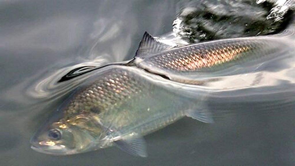 Annual Spawning Run Of American Shad Arrives In Delaware River