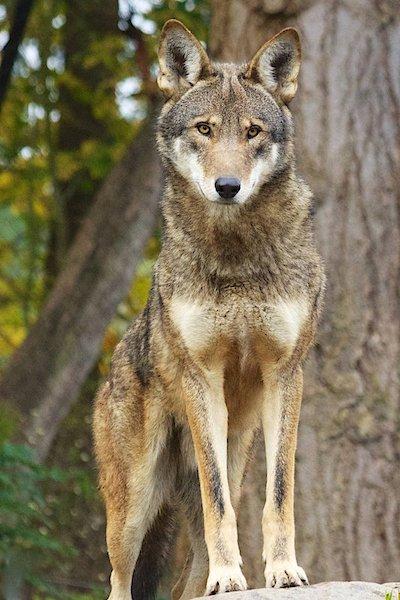 The U.S. Fish and Wildlife Service has been sued for calling red wolves "nonessential"/USFWS file