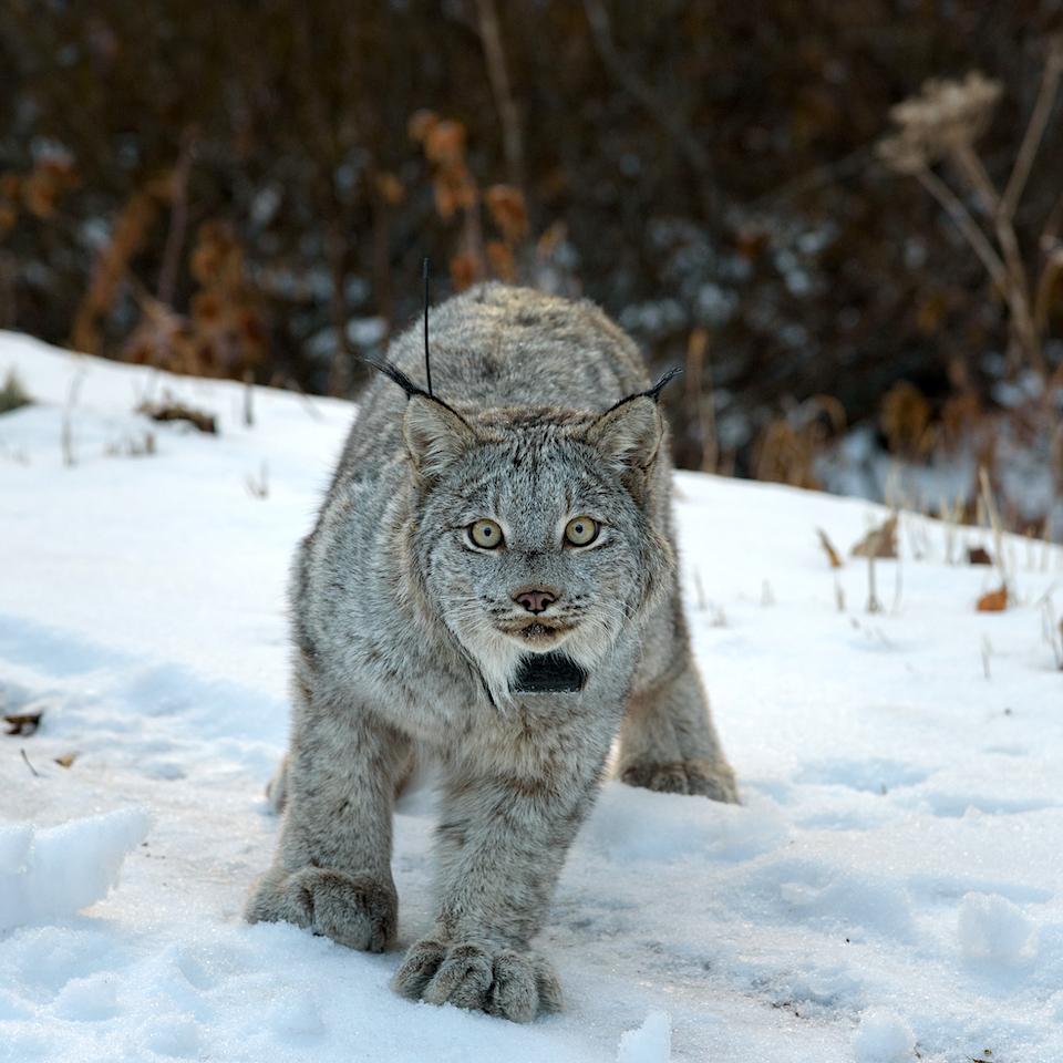The Canada Lynx is one species in the National Park System whose existence is "threatened."/USFWS