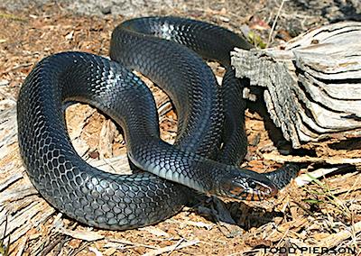 Eastern indigo snake/USFWS