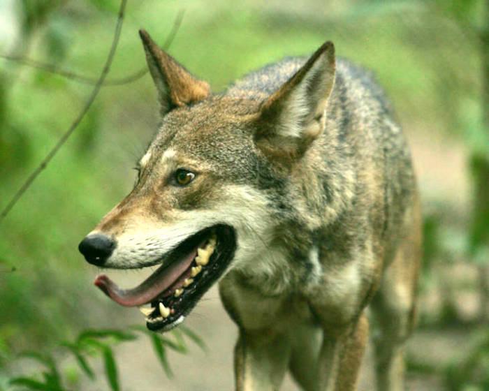 A red wolf on the Alligator River National Wildlife Refuge/USFWS