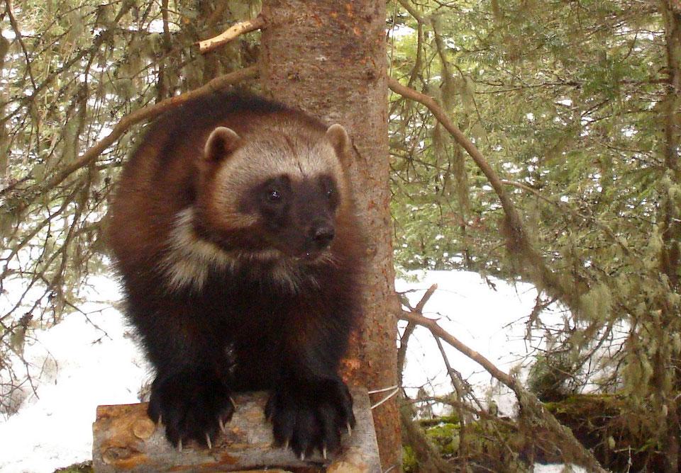 The U.S. Fish and Wildlife Service on Thursday denied ESA protections for wolverines/USFWS, Audrey Magoun