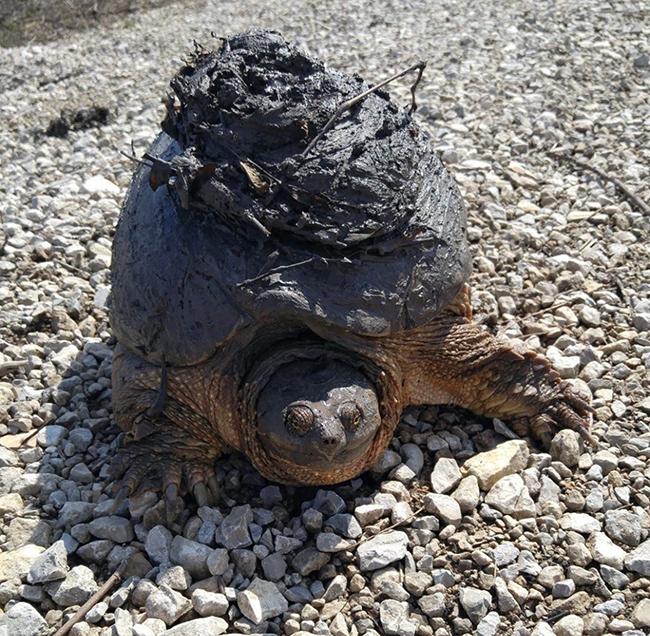 A mud-blobbed snapping turtle / USFWS