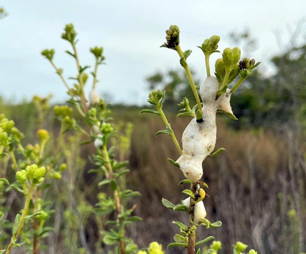 A spittlebug bubble fortress / USFWS file