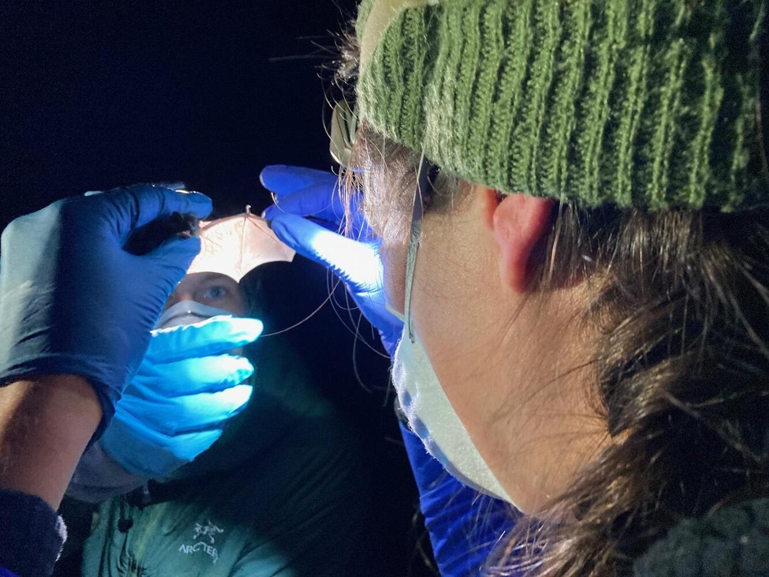 Researchers examine a bat wing while in the process of capturing bats to attach tiny Motus radio tags to track their movements.