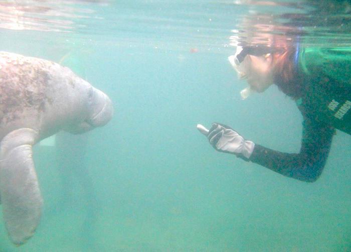 During research at Crystal River National Wildlife Refuge, Dr. Margaret Hunter comes face to face with a manatee. Credit: Gaia Meigs-Friend, USGS