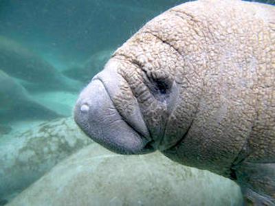 The U.S.G.S. has developed a DNA test to track manatees in waterways/USGS