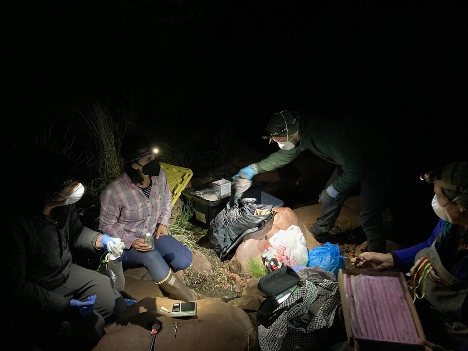 A team of biologists prepares to measure, weigh, and tag a captured bat.