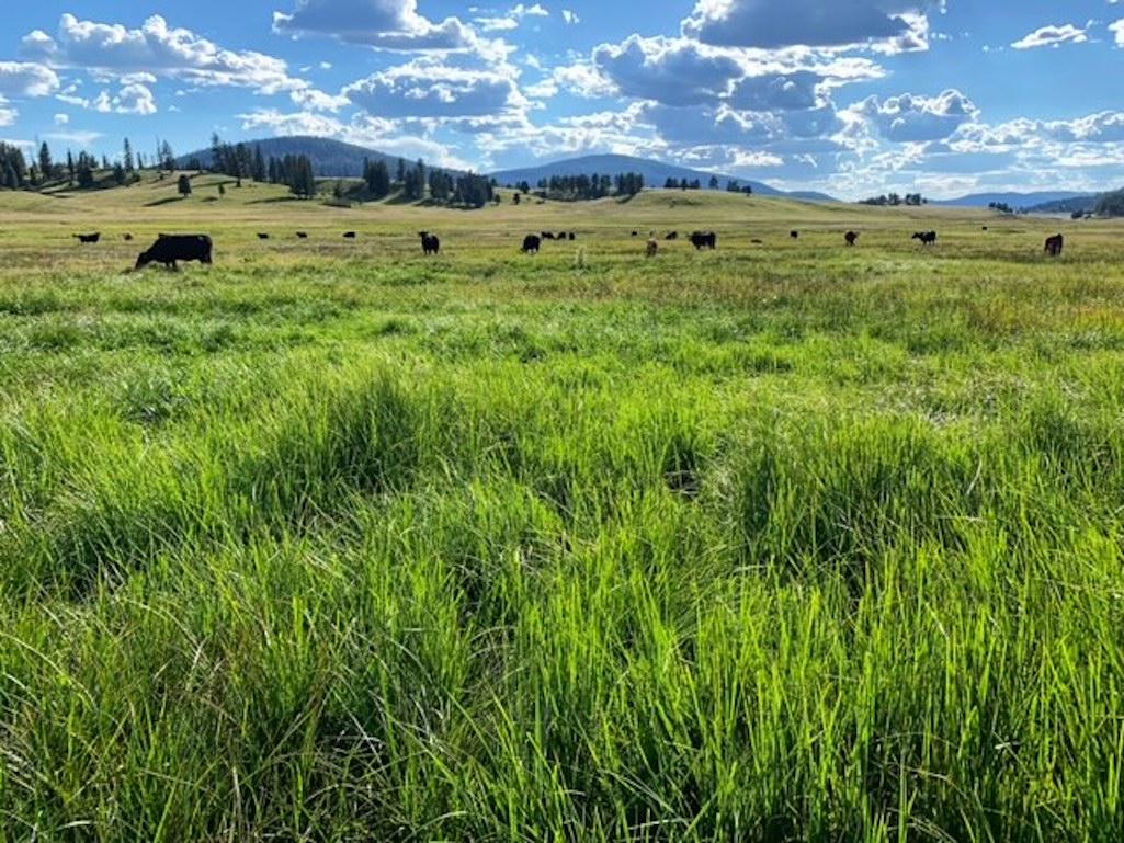 Conservation groups say these cattle are trespassing in Valles Caldera National Preserve/Western Watersheds