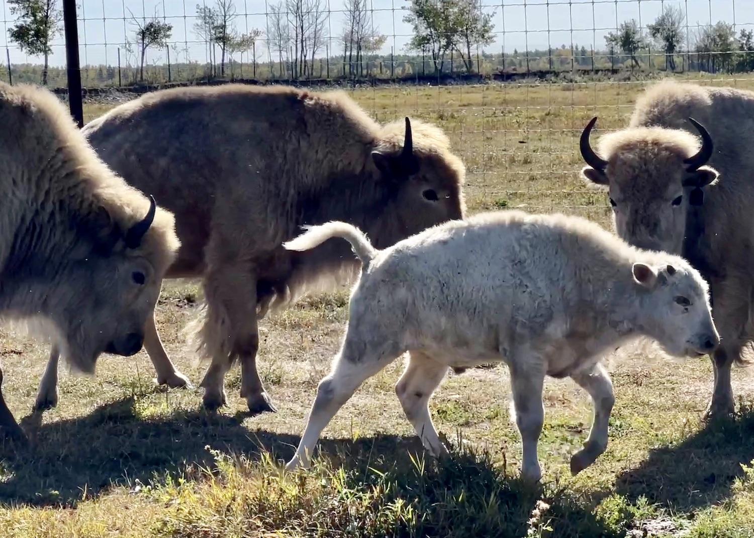 Some of the white bison herd at Visions, Hopes and Dreams at Métis Crossing Wildlife Park.